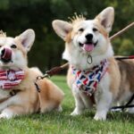 Sarah Ferguson corgi