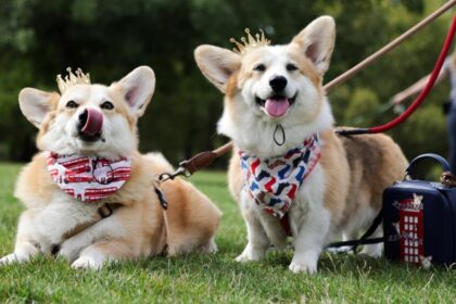 Sarah Ferguson corgi