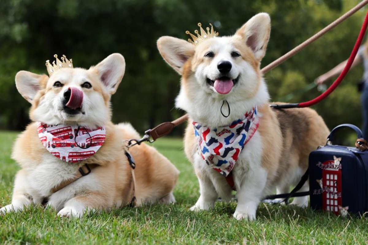 Sarah Ferguson corgi