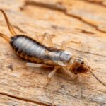 shore earwig closeup