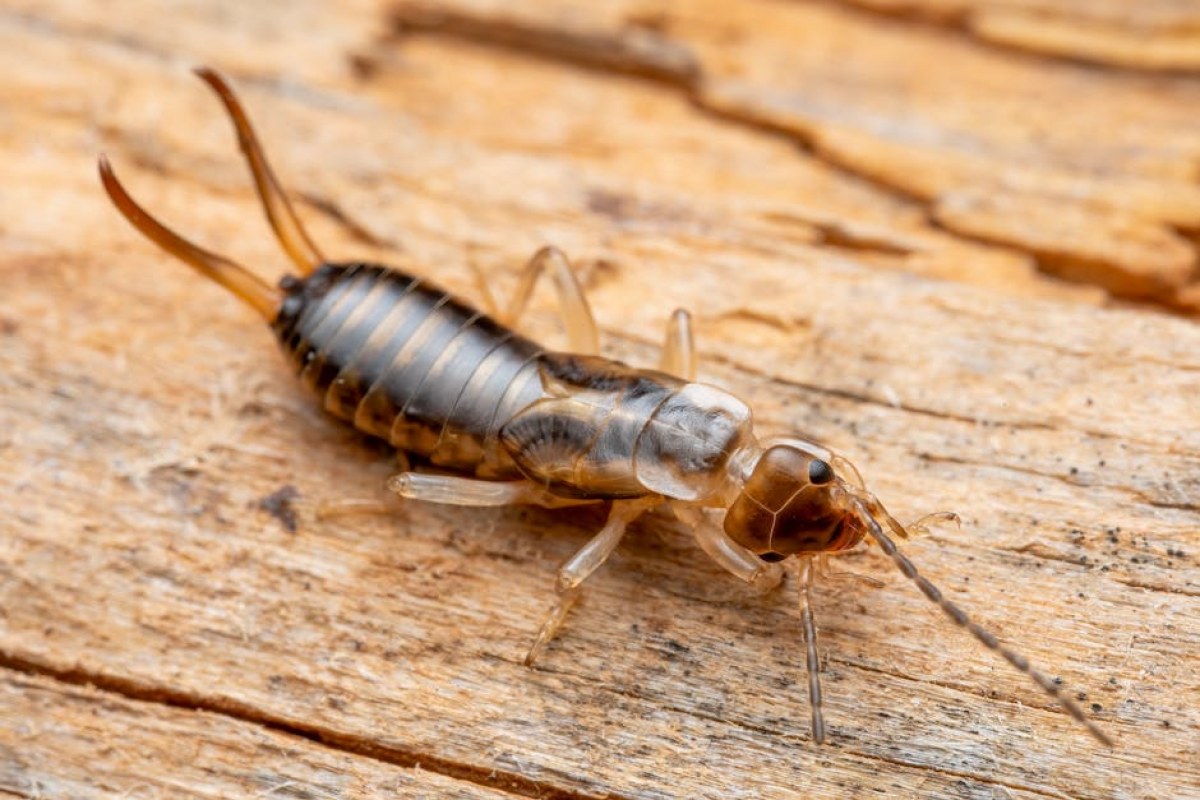 shore earwig closeup