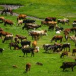 cattle protest Russia