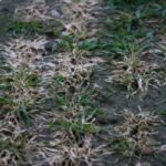 wheat snow mold