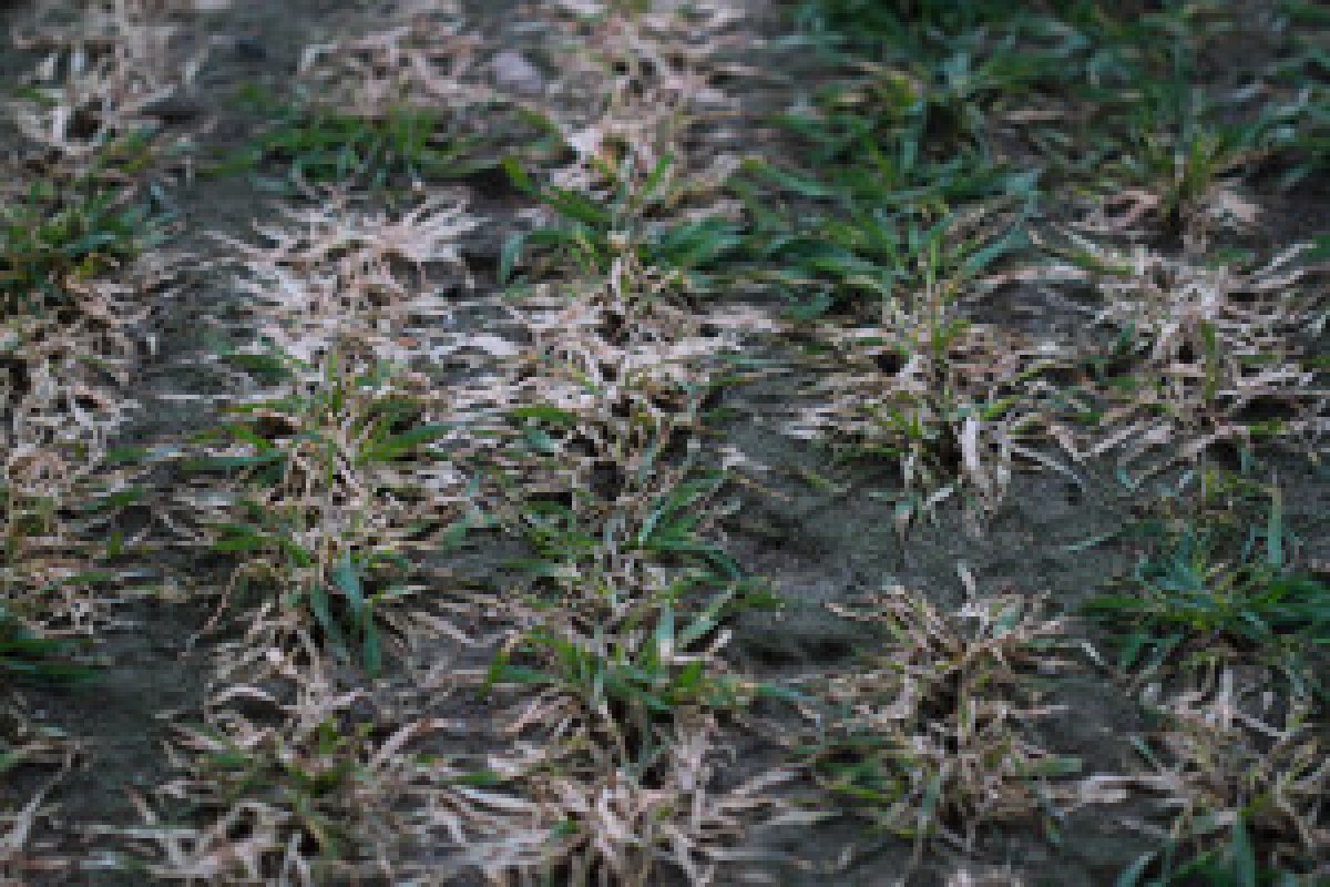 wheat snow mold