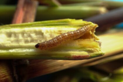 corn field pest