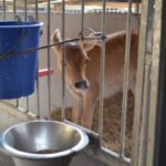 calf feeding milk