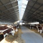 dairy farm Australia