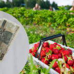 seasonal farm workers harvesting strawberries
