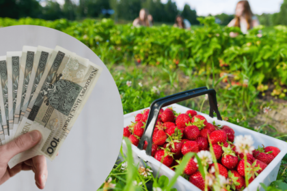 seasonal farm workers harvesting strawberries