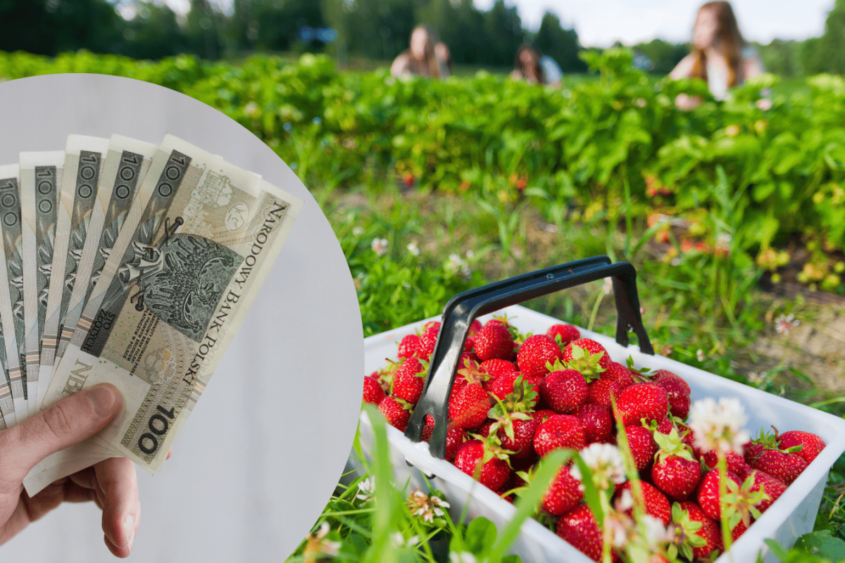 seasonal farm workers harvesting strawberries