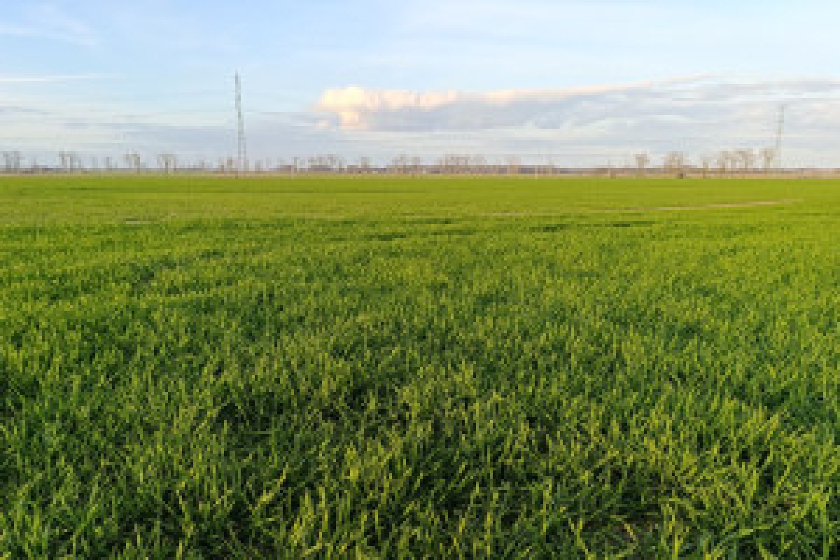 wheat field weeds