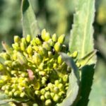 wheat field agriculture