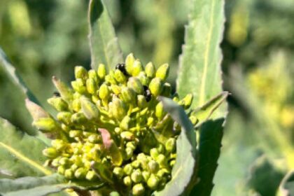 wheat field agriculture