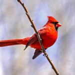 cardinal photoshop scandal