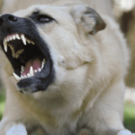 police tape, dog, hospital