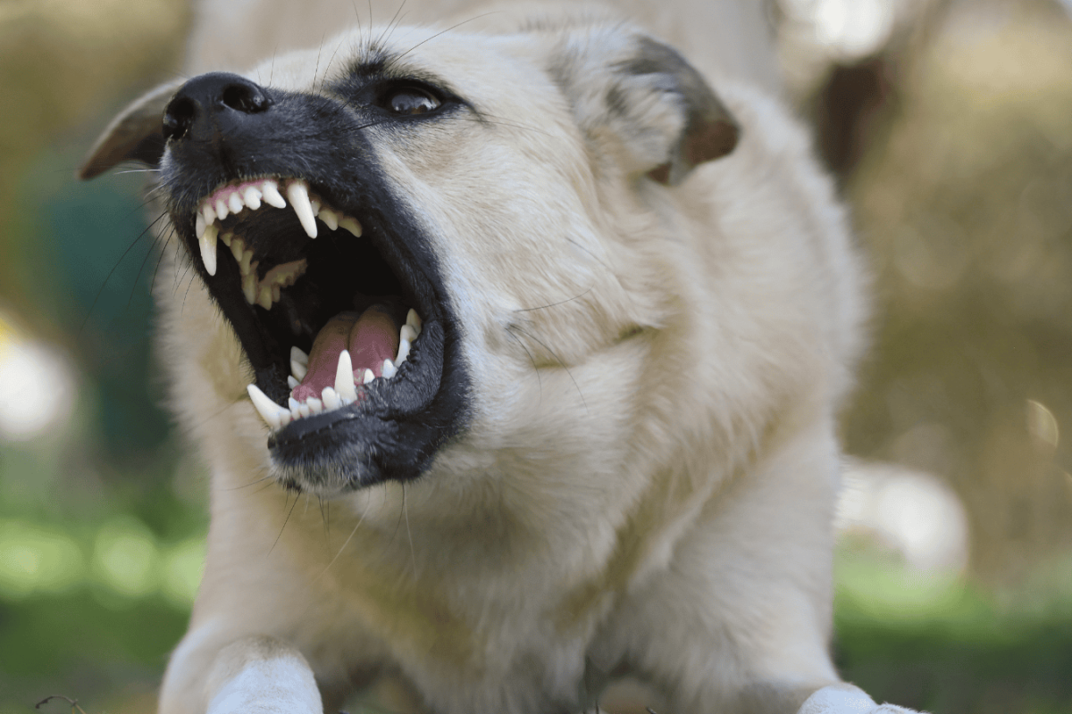 police tape, dog, hospital