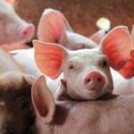 farm animal slaughter