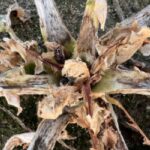 rapeseed field spring