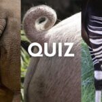 animal rear close-up