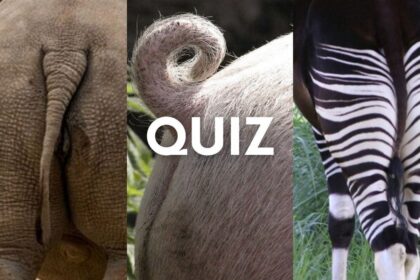 animal rear close-up