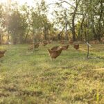 chicken nuggets kids