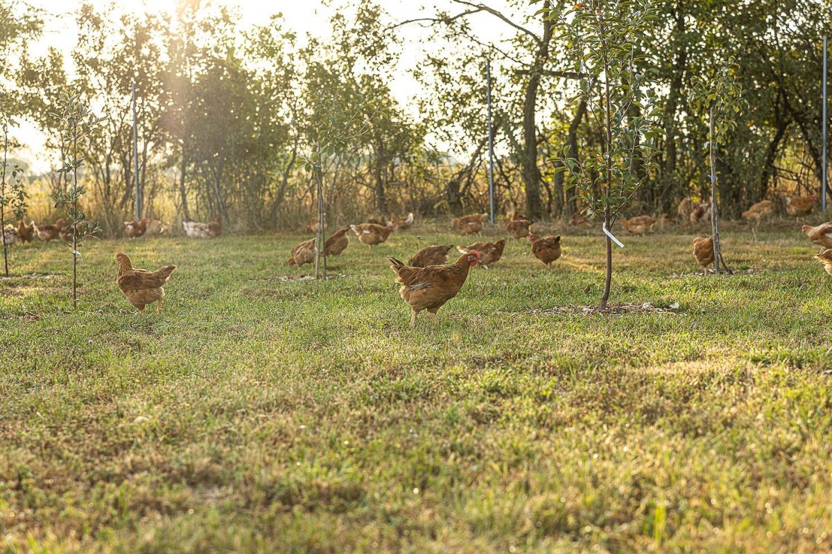 chicken nuggets kids
