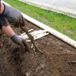 asparagus harvest field