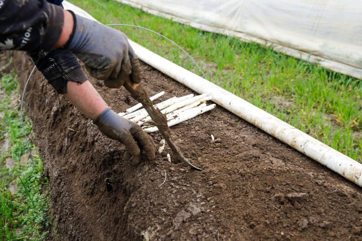 asparagus harvest field