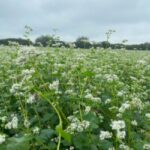 field sowing legumes