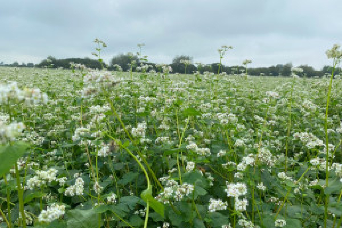 field sowing legumes