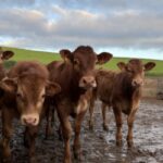farmer with livestock