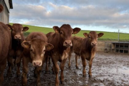 farmer with livestock