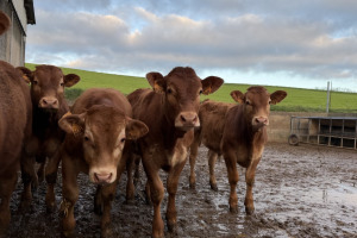 farmer with livestock