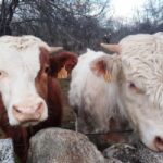 cattle farm security