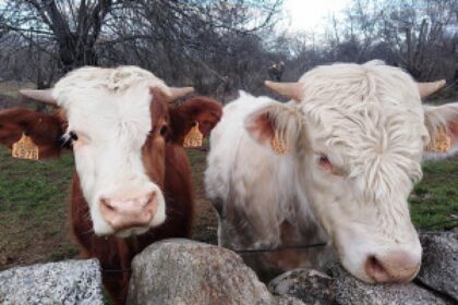 cattle farm security