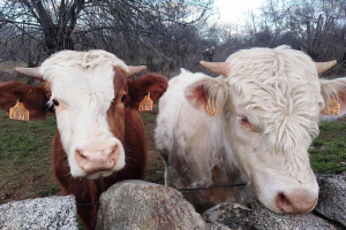 cattle farm security