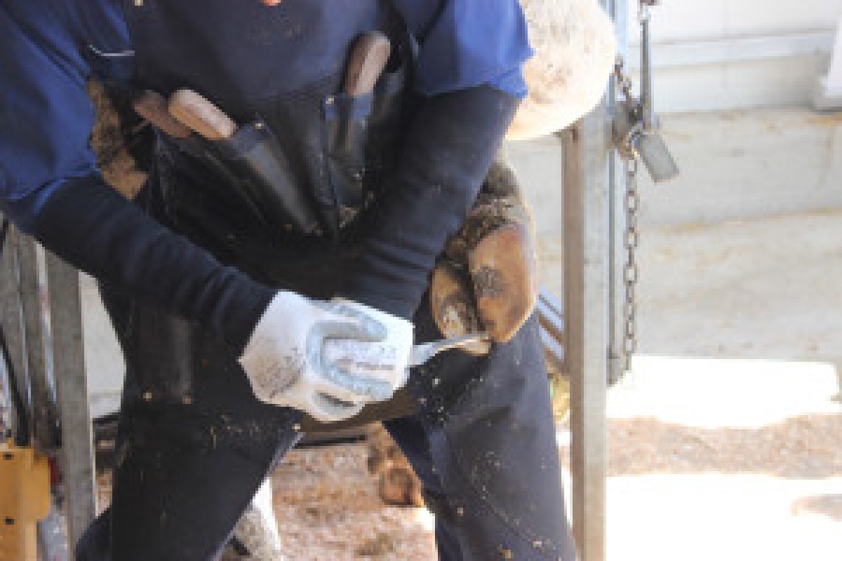 cow hoof care