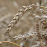 wheat laboratory test