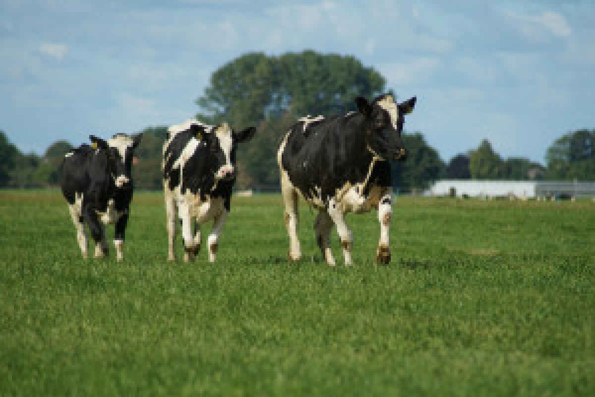 dairy cows farm