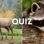 wildlife quiz collage