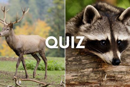 wildlife quiz collage