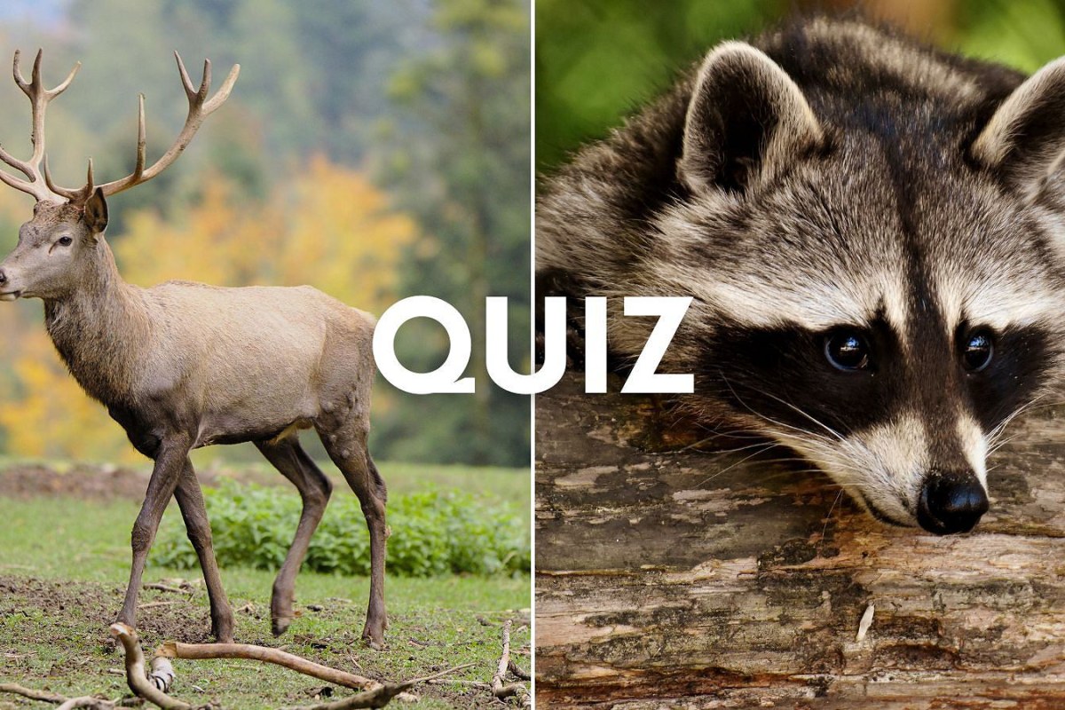 wildlife quiz collage