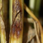 wheat field close-up