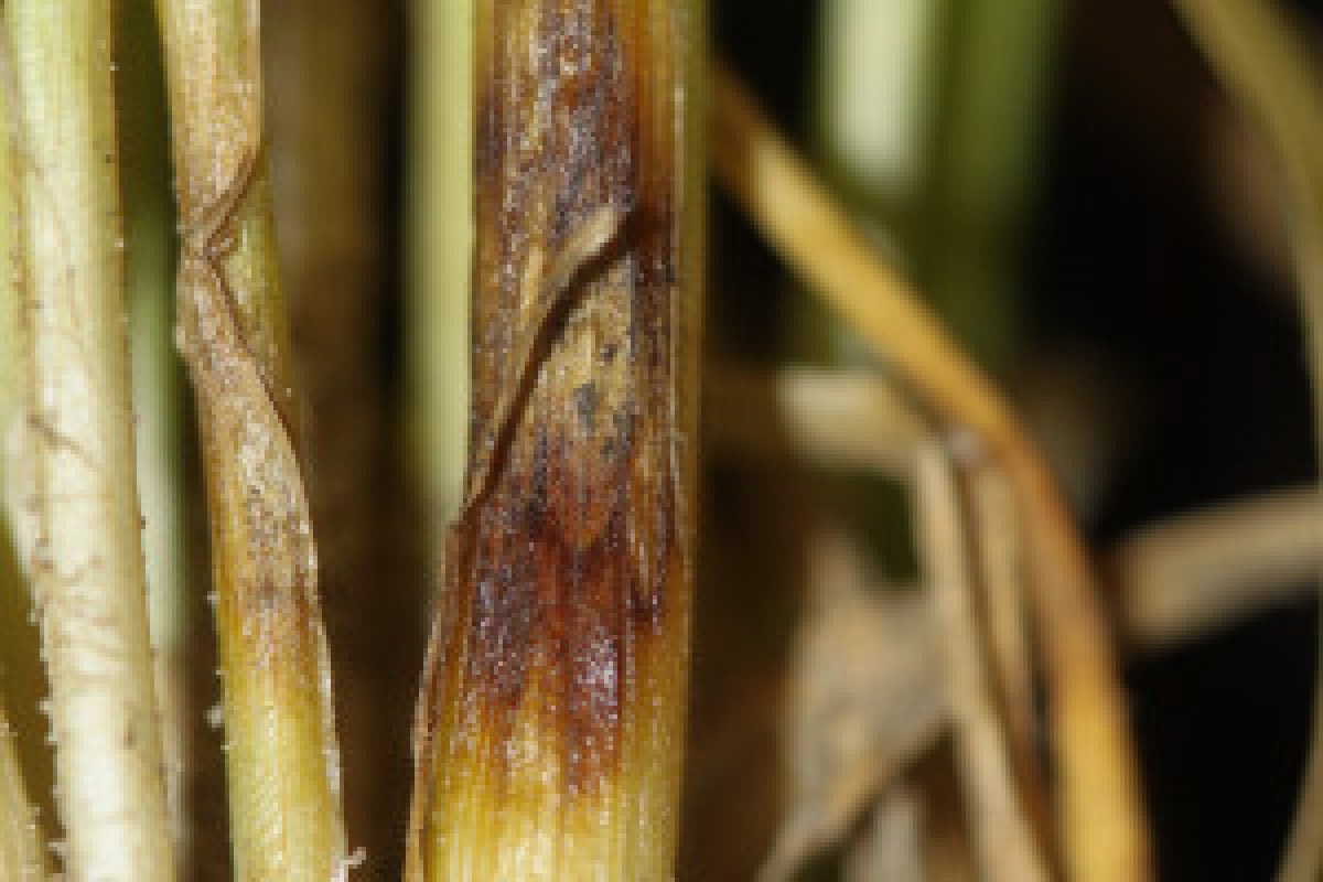 wheat field close-up