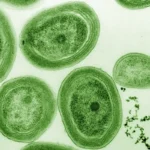 Baltic Sea algae bloom