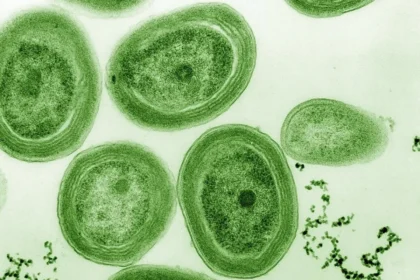 Baltic Sea algae bloom