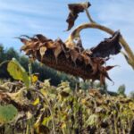 sunflower field disease