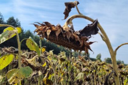 sunflower field disease