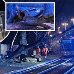 damaged tram wires tree