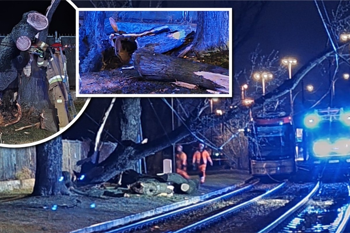 damaged tram wires tree